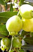 Image result for Rose Apple Fruit