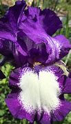 Image result for Iris germanica Morning Show