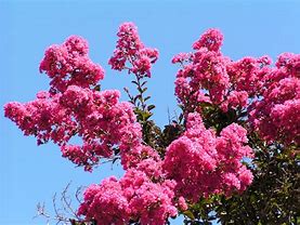 Image result for Lagerstroemia Near East