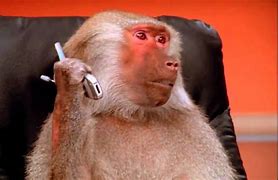 Image result for Monkey with Cell Phone
