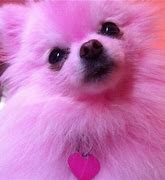 Image result for Pink Fluffy Cute Animals