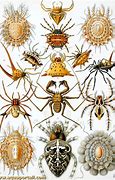 Image result for Arachnology