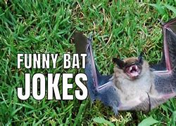 Image result for Funny Bat Lady