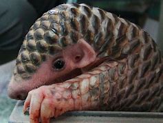 Image result for Pangolin Pet