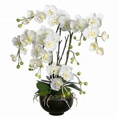 un orchidea da regalare alle orchidee phalaenopsis un orchidea da regalare alle orchidee phalaenopsis