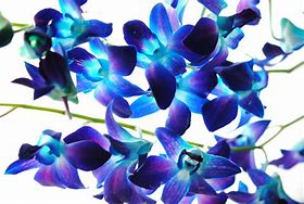 Image result for Free Orchid Wallpaper