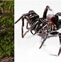 Image result for Biggest Spider in the World and Their Names How Big