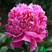 Résultat d’images pour Paeonia lactiflora Dr. Alexander Fleming