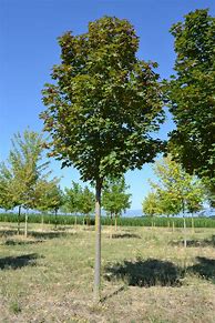 Image result for Acer Platanoides Fairview
