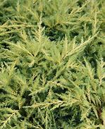 Image result for Juniperus  x pfitzeriana Goldkissen