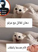 Image result for Arabic Cat Meme