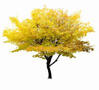 Image result for Photoshop Tree Maple