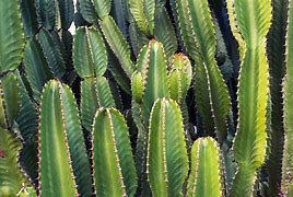 Image result for Cactus Images. Free