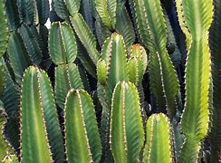 Image result for Leafy Cactus
