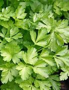 Image result for Parsley Leaves
