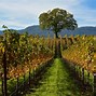 Image result for Glen Ellen Fume Blanc