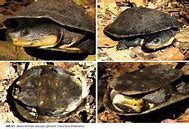 Image result for Mesoclemmys Chelidae