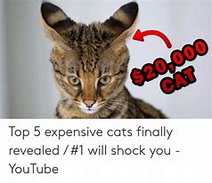 Image result for Too Expensive Cat Meme