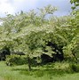 Image result for Styrax japonicus