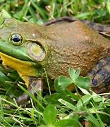 Image result for Alascin Bull Frog
