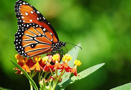 Image result for butterflies