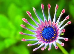 Image result for Flawers Wallpaper Art