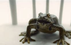 Image result for Doctor Who Frog