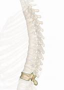 Image result for Spine T12 Vertebrae