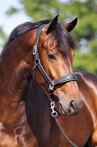 Image result for Horse with Halter