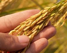 Image result for Biggest Seed in the Philippines