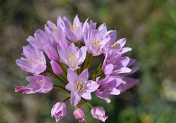 Image result for Allium olympicum