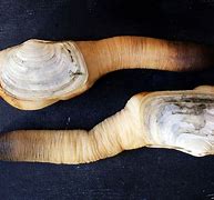 Image result for Geoduck vs Horse Clam