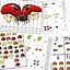 Image result for Ladybug Life Cycle Kindergarten Activity