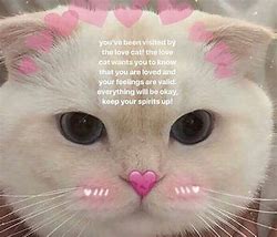 Image result for Cute Cat Memes Pinterest