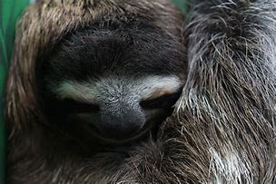 Image result for Macro Close Up Sloth Face