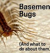 Image result for basements bug damage