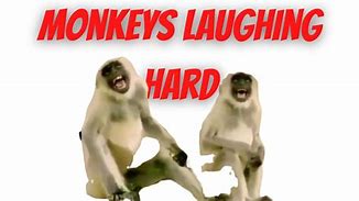 Image result for Laughing Monkey Meme