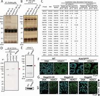 Image result for IP Silver Staining