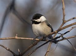 Image result for Yellow Capped Chickadee
