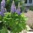 Image result for Lupinus polyphyllus the governor