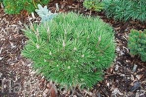 Image result for Pinus uncinata Fussball