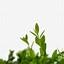 Image result for Boxwood Shrubs for Sale