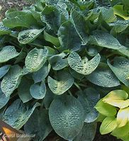 Image result for Hosta Deep Blue Sea