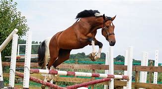 Image result for Horse Jumping No Rider