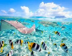 Image result for iPhone 6s Fish Wallpaper