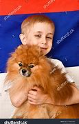 Image result for Pomeranian Dog Jiff Pom