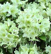 Image result for Rhododendron Shamrock