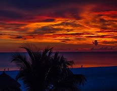Image result for Sunset Tree Ocean