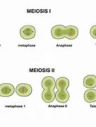 Image result for Difference Between Mitosis and Meiosis 2