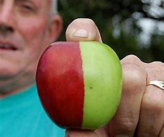 Image result for Half Cut Green Apple